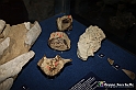 VBS_9561 - Museo Paleontologico - Asti